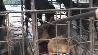 Slaughterhouse of dogs in China - Part 1