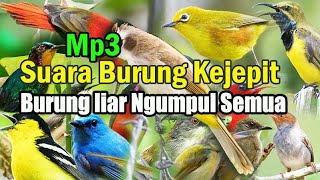 Download lagu Suara pikat semua burung kecil untuk daerah yang burungnya pada bandel.suara pikat burung Ampuh mp3