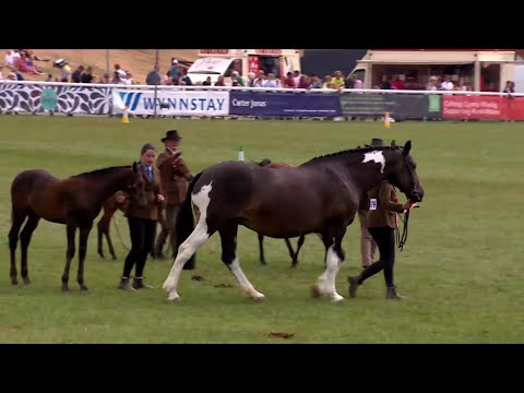Ceffylau Rhanfrid Cymreig - Caseg Fagu | Welsh Part-bred Horses - Brood Mare