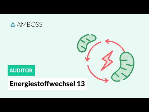 Energiestoffwechsel Teil 13 (mit Molekülstrukturen) -- Fettsäuresynthese -- AMBOSS Auditor