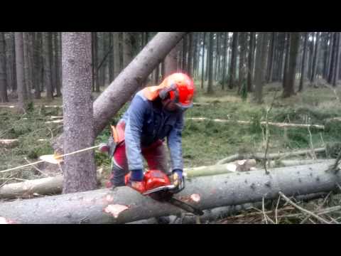 Cutting and pruning the tree with the Husqvarna 560 XP chain saw