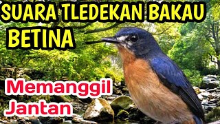 Download lagu TLEDEKAN BAKAU BETINA MEMANGGIL JANTAN mp3 Download lagu TLEDEKAN BAKAU BETINA MEMANGGIL JANTAN mp3