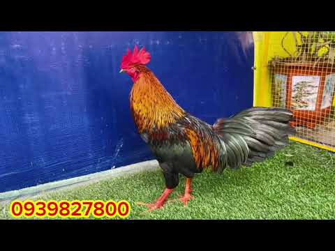 #top 4 supper VIP ngày 21/02 ae quan tâm Lh #traigaduyenti #traigahungcantho #traigatiengiang 