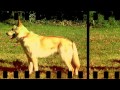 Can de Palleiro - Video Promomocional 2 Perros