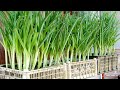 Easy and High Yield, Tips for Growing Leeks at Home for Beginners