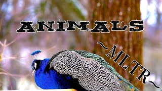 Animals MLTR Lyrics | Michael Learns To Rock Songs