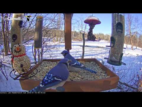 Blue Jays And Woodpeckers Populate The Cornell Lab FeederWatch Cam – Jan 18, 2017
