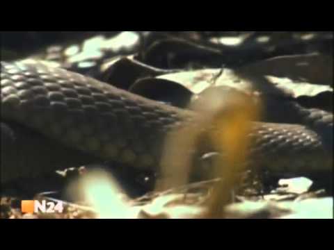 Toxine der Tiere 3/5 deutsch