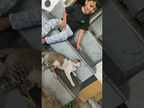 Awwab playing with his cat #cat #cats #fun #babyboy #baby #play #games #flipkart #mischief #trending