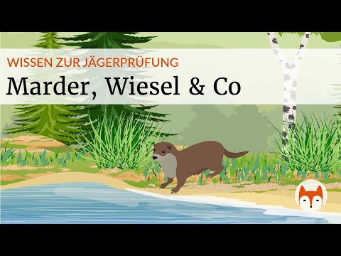 Martens, weasels & Co. - everything you need to know for the hunting exam