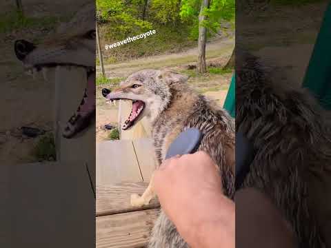 Convincing a COYOTE to be BRUSHED ...Part 2!! #weavethecoyote #duckholliday #pitbull #coyote #wolf