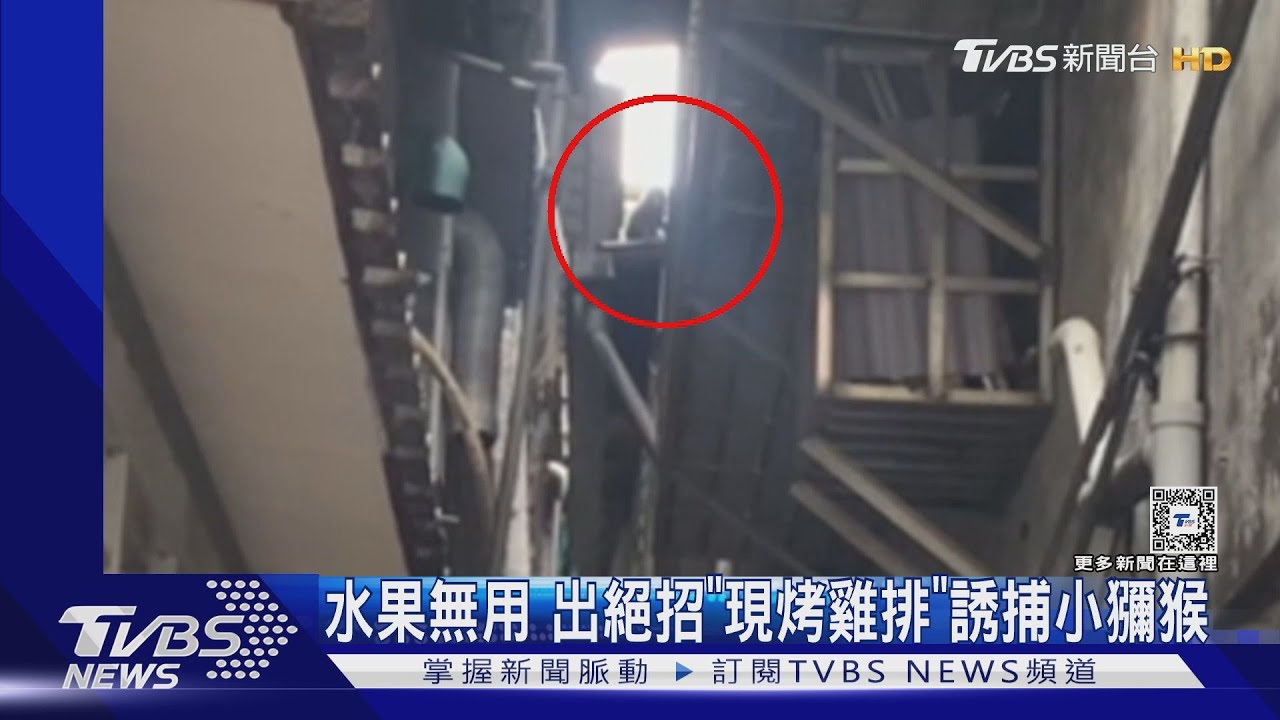 水果無用　出絕招「現烤雞排」誘捕小獼猴