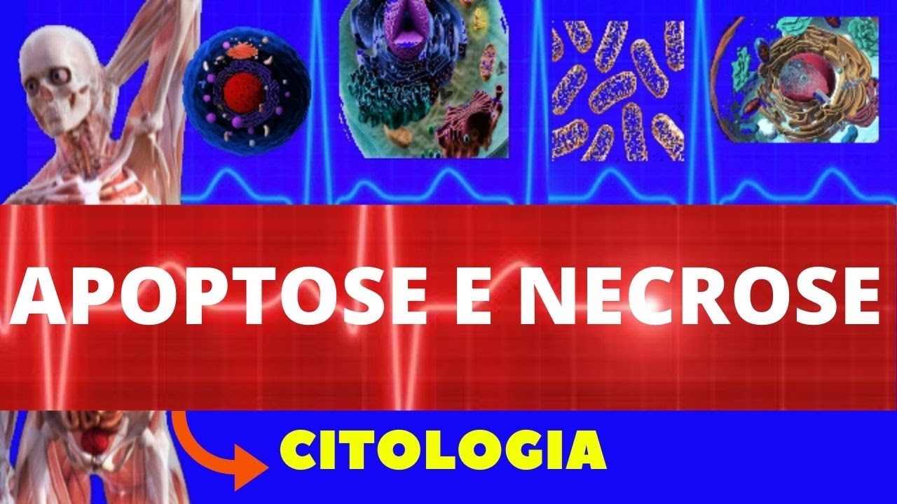 APOPTOSE (VIA INTRÍNSECA E VIA EXTRÍNSECA) - NECROSE - MORTE CELULAR - CITOLOGIA