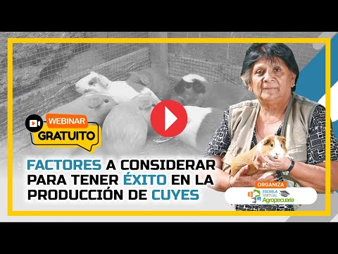 , title : 'Clase Gratuita: Factores a Considerar para tener Exito en la Produccion de Cuyes'