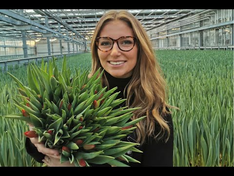 Tulpaner odlade i Sverige