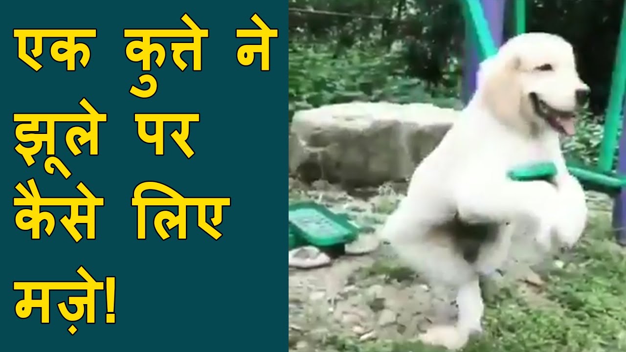 Adorable Viral Video | Dog enjoys playing on the swing | Dog viral video enjoying swing