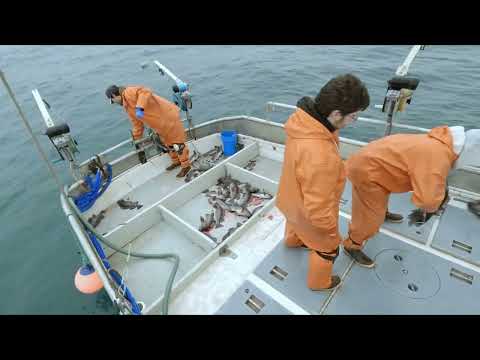 Catching and Delivering Rockfish!