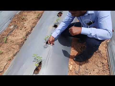 Hdpe anti hail net, packaging type: roll, shape: crop suppor...