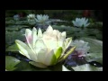 Kitaro ~ Floating Lotus