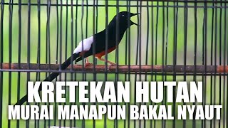 Download lagu KRETEKAN MURAI BATU HUTAN BIKIN PANCINGAN EMOSI MURAI BATU MANAPUN mp3 Download lagu KRETEKAN MURAI BATU HUTAN BIKIN PANCINGAN EMOSI MURAI BATU MANAPUN mp3