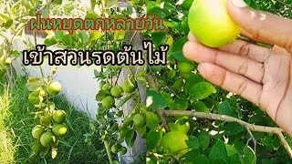 เข้าสวนรดต้นไม้ฝนไม่ตกมา 3-4 วันแล้ว