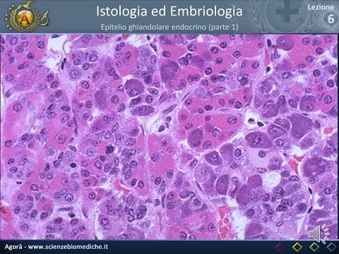 Istologia 06 - Epitelio ghiandolare endocrino (parte 1)