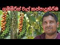 ගම්මිරිස් වැල් කප්පාදු කිරිම Gammiris Wel Kappadu 