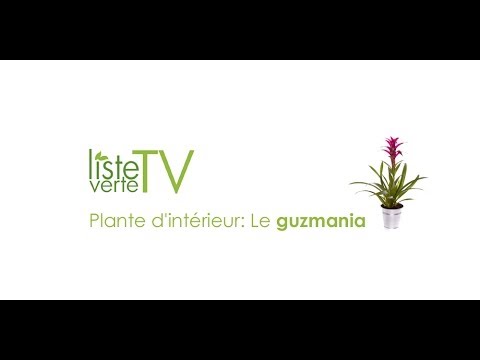 comment soigner guzmania