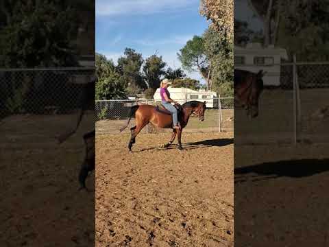 Marwana Marquesa (Soul of Marwan AS x Shalimar MA +++/)