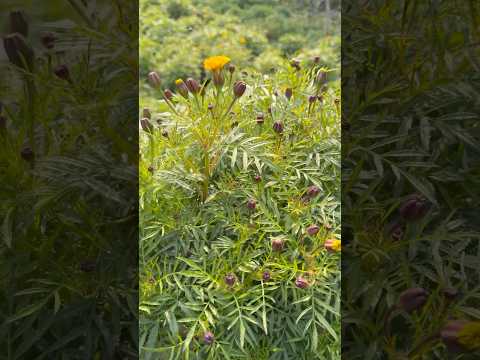 10 inch ke pot meh 100 flowers! #gardening #plants #gendaphool #jafri #nursery #flowers #flower