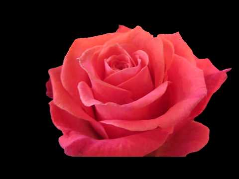 Opwekking 259 Want Zijn Naam is verheven