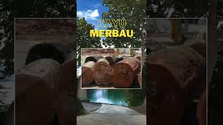 Download lagu 10 Jenis Kayu Popular di Malaysia #JenisKayu #fypシ #fypシ゚viral #fypage mp3 Download lagu 10 Jenis Kayu Popular di Malaysia #JenisKayu #fypシ #fypシ゚viral #fypage mp3