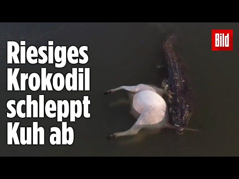 Fischer retten Kühe vor Killer-Krokodilen - und Drohne filmt alles mit