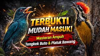 Download lagu Masteran Tengkek Buto Vs Pelatuk Bawang | Tembakan Mewah Pemikat Juri | Dengan Jeda Dan Tanpa Iklan mp3