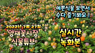 2022년 7월 27일 수요일   예쁜식물들 보면서 수다즐겨봐요   #양재꽃시장 #식물튜브