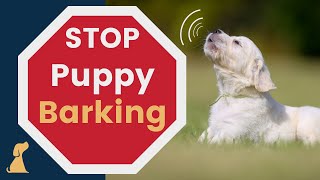 How to Stop Puppy Barking - Training Tips