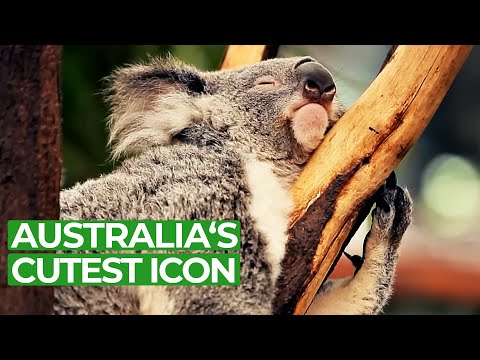 Koala Country - Tales from Down Under