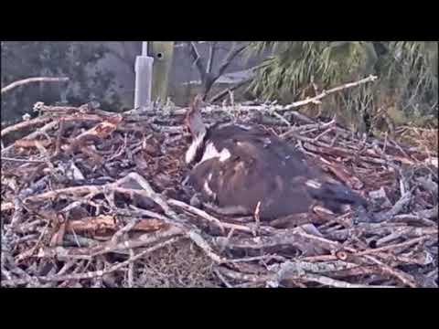 Achieva Osprey Cam ~ Hatched, probably the 2nd egg,  March 01, 2020