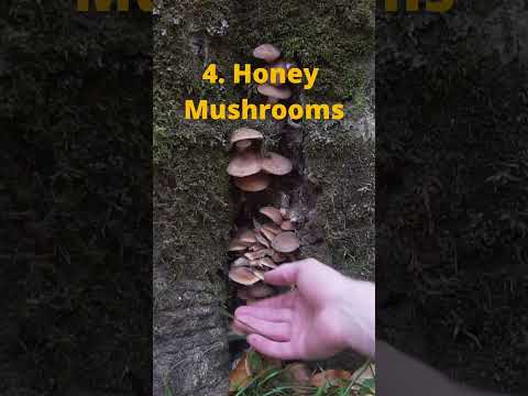 8 Edible Mushrooms to Forage this Fall!