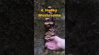 Download lagu 8 Jamur yang Dapat Dimakan untuk Ditemukan Musim Gugur Ini! mp3