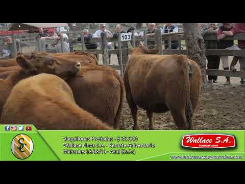 28-08-19 - Venta de Vientres - Wallace Hnos. S.A. - Azul