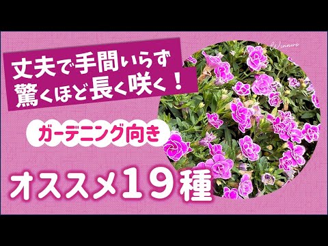 園芸 サテンフラワー、ゴデティア、クラーキア