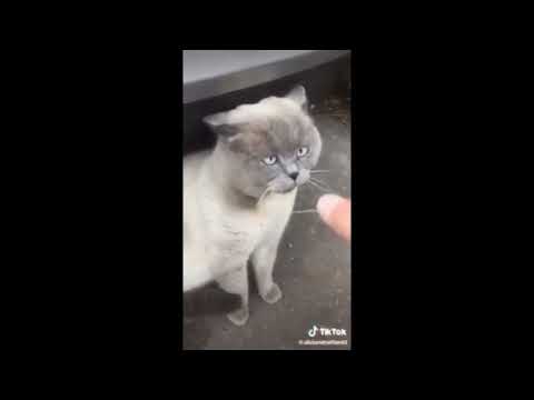 Funniest TikTok Dogs and Cats 😂 Try Not to Laugh with TikTok Animals 2023