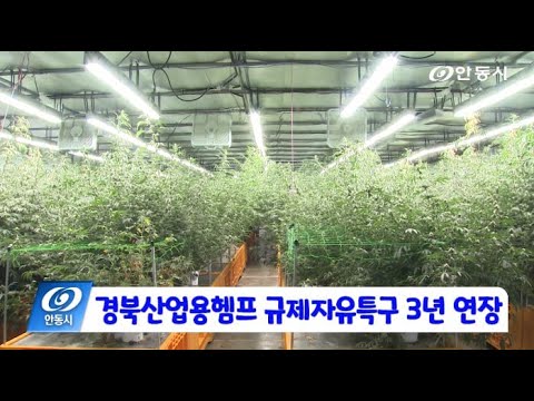 [안동 현장 리포트] 11월 27일, 경북산업용헴프 규제자유특구 3년 연장