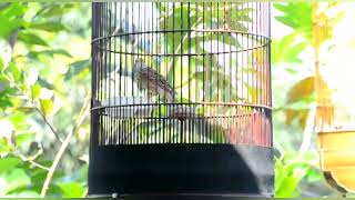 Download lagu sanma eurasian #kicaumania #kicaulark #suaraburungsanma #sanma #lark mp3