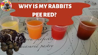 Rabbit Pee & Poo explained