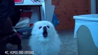 Roblox Gabe The Dog Song Id Doggolovania Roblox Undetected Cheat