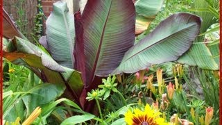 Our Garden in Lincolnshire, England, UK