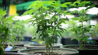 Marijuana companies in Las Vegas area warned by county