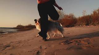 Gaia Rough collie